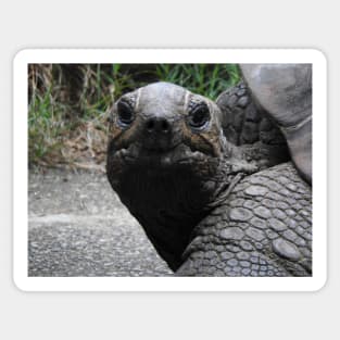 Aldabra Giant Tortoise Sticker